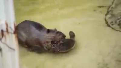 Have you ever wondered how beavers handle their young to get them out of the water?