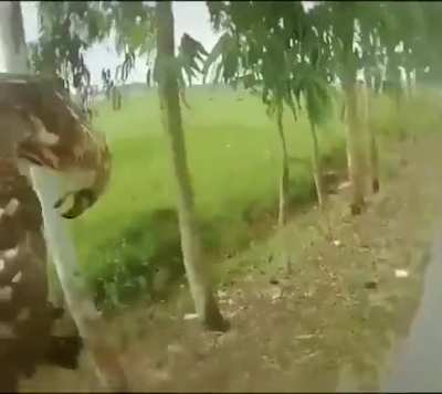 Bird training