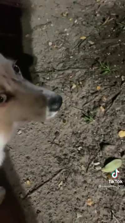 What's in his mouth?