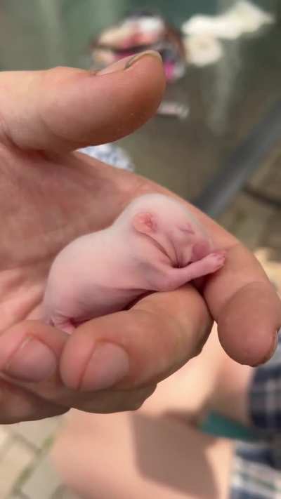 Baby groomies!