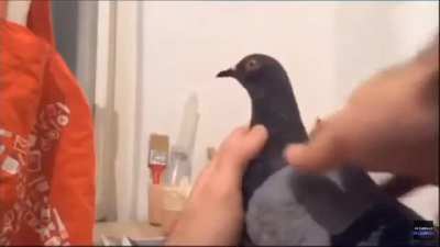 Pigeon.