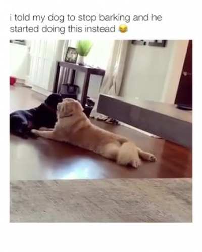 Dog annoying human