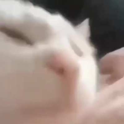 Cat vibing to joji