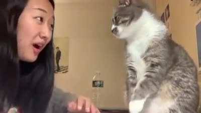 WCGW when you try to talk to a cat