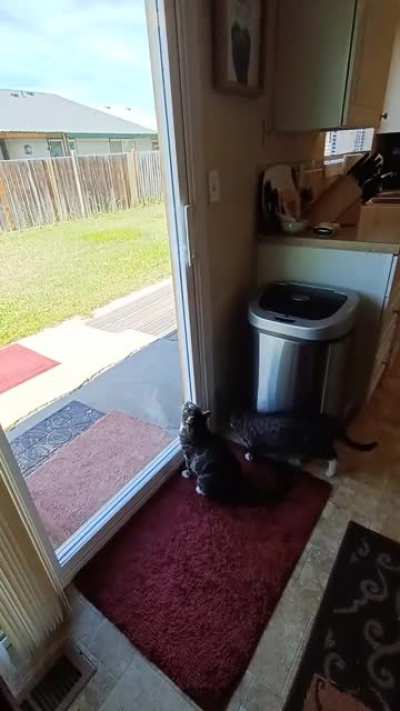 Esper still doesn't understand that grasshoppers land on the other side of the glass door. She does the glasshopper thing regularly.