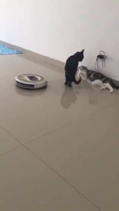Cat Vs. Roomba!