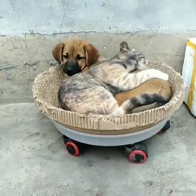 Sabah köpek fotoğrafı atmıştım şimdi kedi ve köpek videosu atıyorum