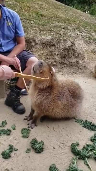 Aww yiss