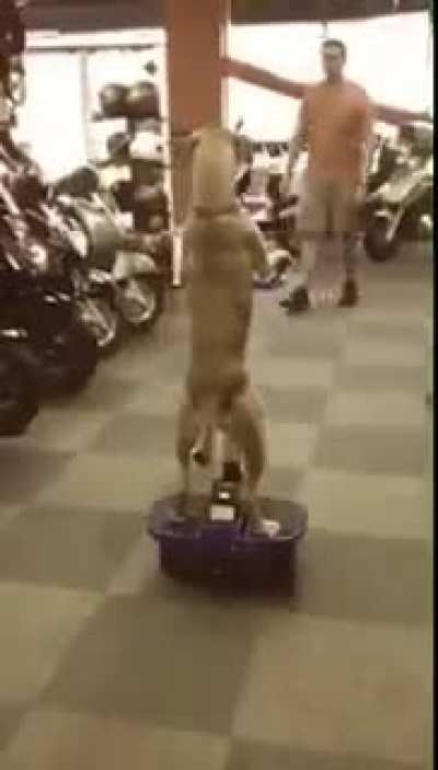 Why tf is it so funny when animals are doin shit they aren’t supposed to 😂😂