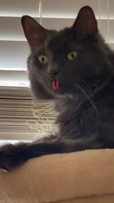 My cat glitched