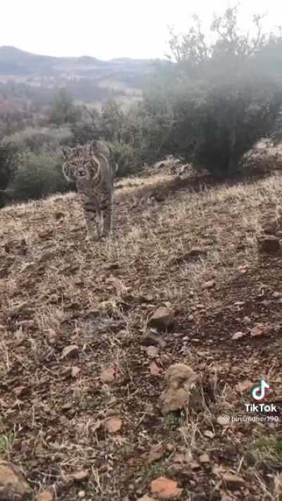 Man meets forest kitten