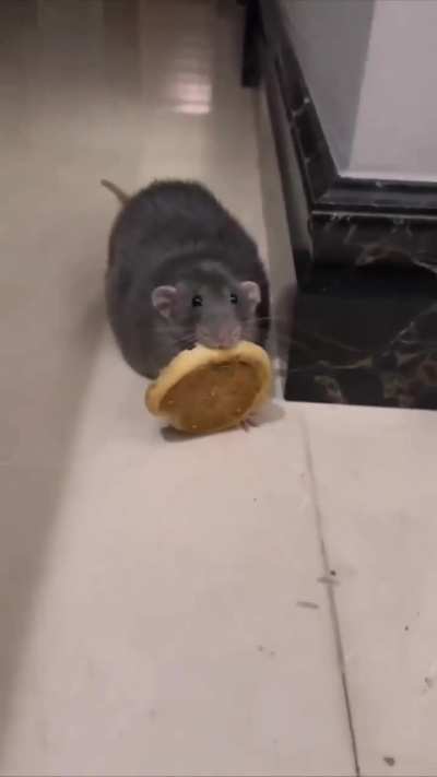 of a rat