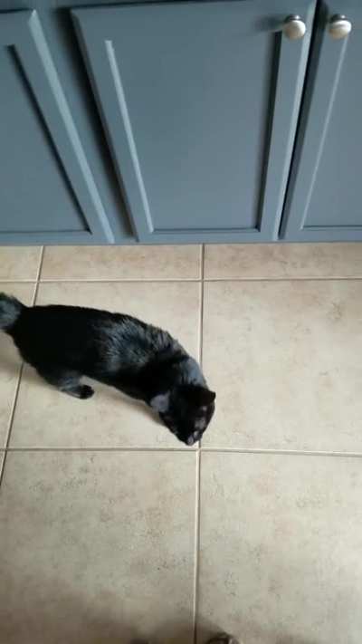 Good Kitty