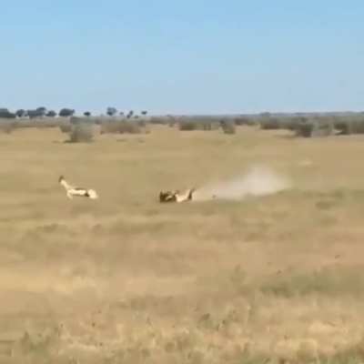 Life on the Serengeti is rough, especially when you don't pay attention.