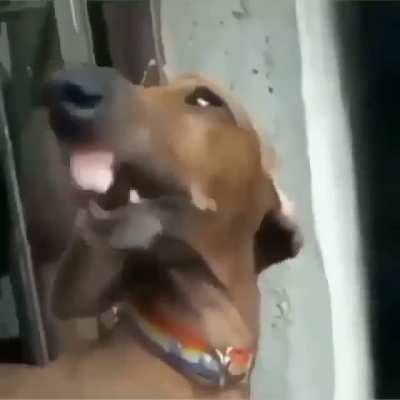 Bri ish Dog😳