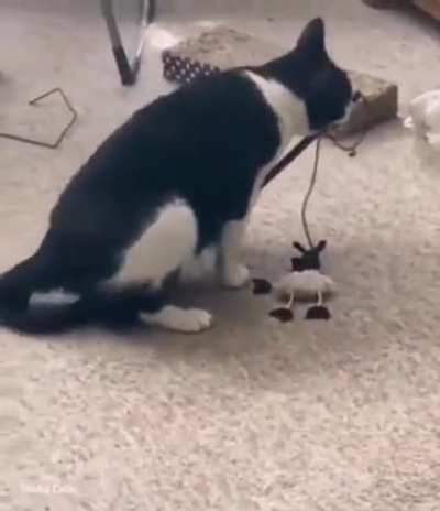 Warning: cat.exe has suffered an error and will now restart.