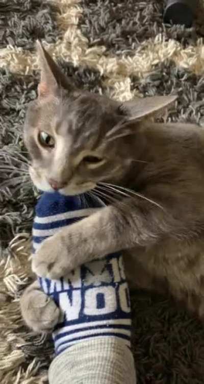 My cat keeps purring while attacking my feet