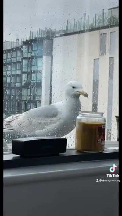 seagulls have 0 chill man