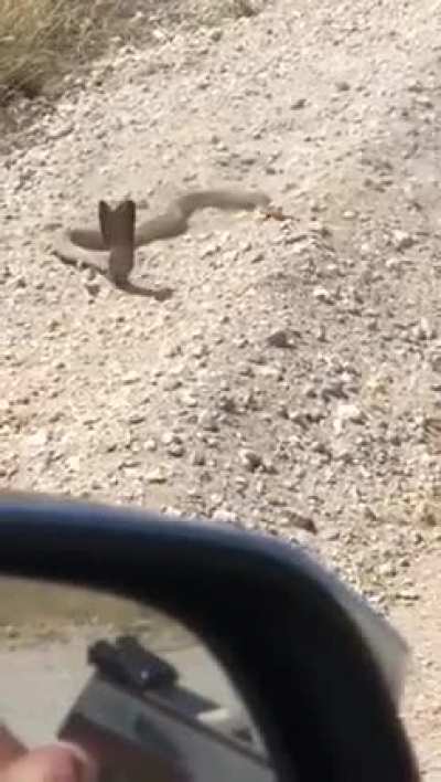 AAAA