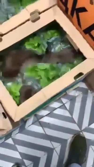 Fresh Veggies