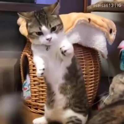 Touch Tha Cat