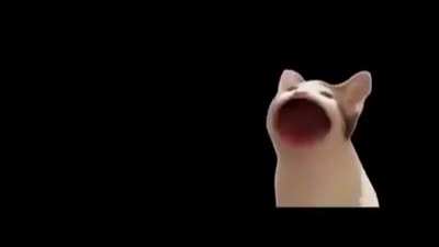 QueenCat - Bohemian Catsom