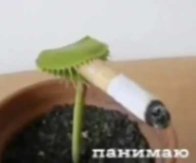 What the plant doin'