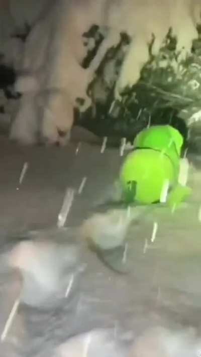 Loco