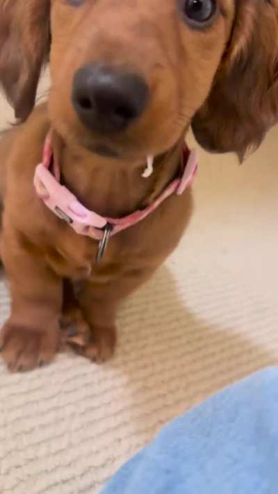Daisy the dachshund with the irrefutable evidence stuck to her lip