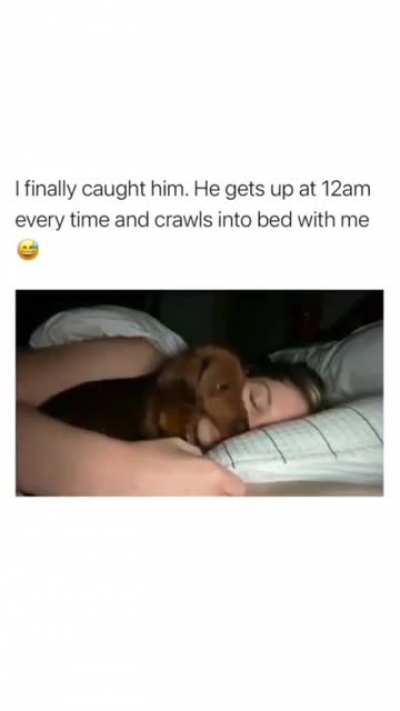 Good boy