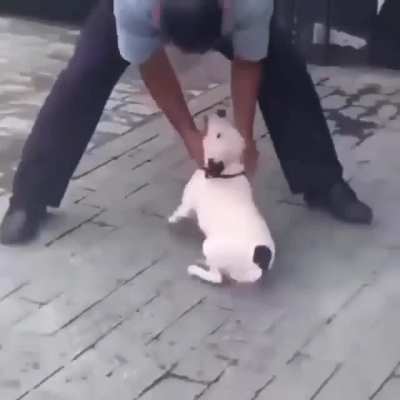 A Playful Dog