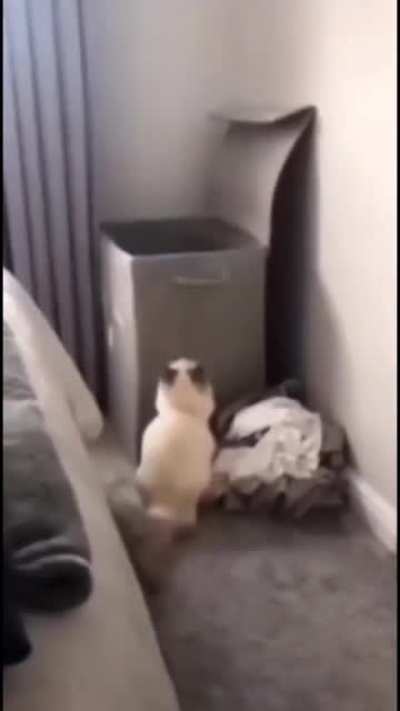 Meow