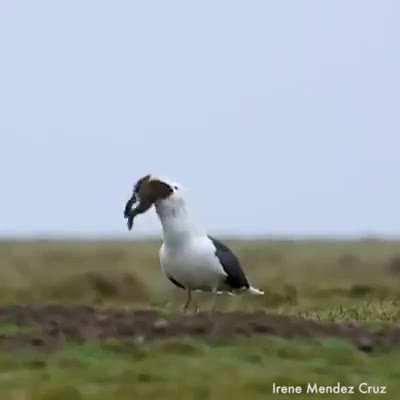 Gull swallows entire rabbit