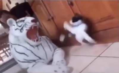 Kitty lost about 3 of those 9 lives he has from that heart attack he just had