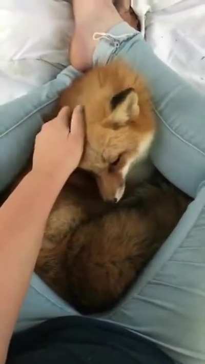 Fox cuddling with her human