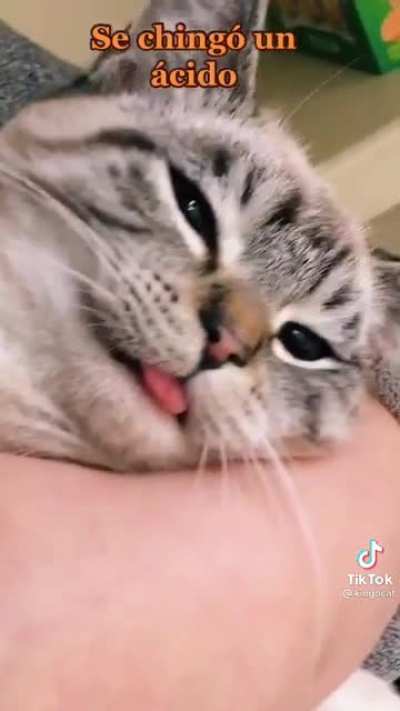 No se si esto vaya aquí, si quieren borrenlo (no es mío me lo encontré en tik tok, créditos a kingocat)
