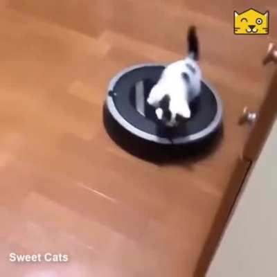 Cat.