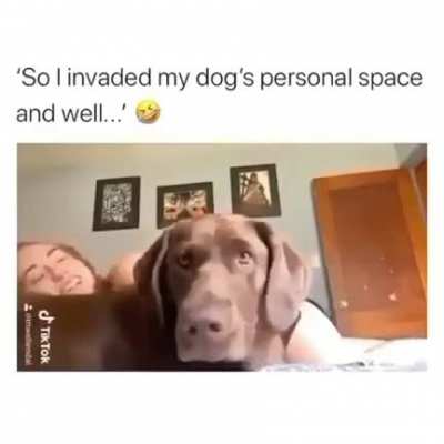Dog things...