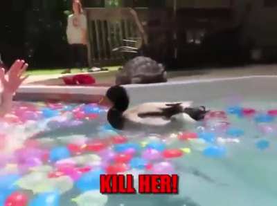 Release the Quacken!