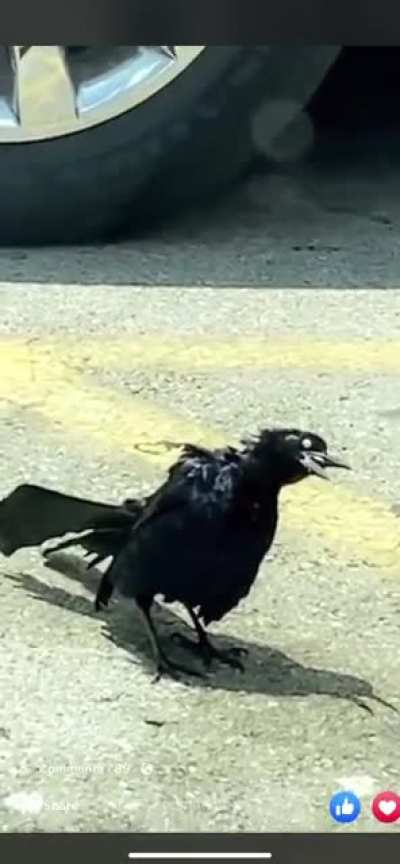 Zombie bird