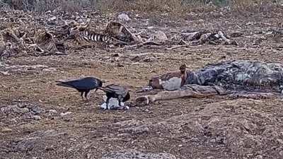 A common raven kills a cattle egret