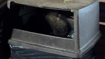 Red Rocks Raccoons