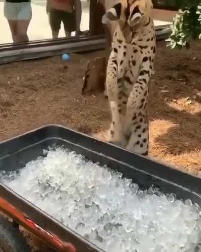 What is this stuff?