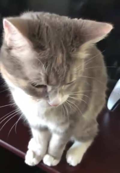Cat walks on a keyboard, asks to be petted, then bites owner.