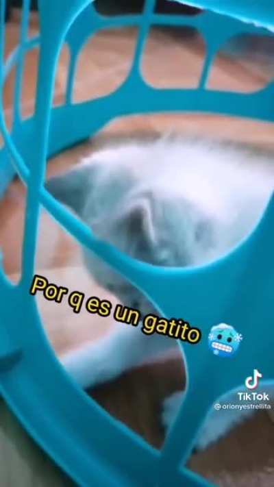 Gatito Malvado