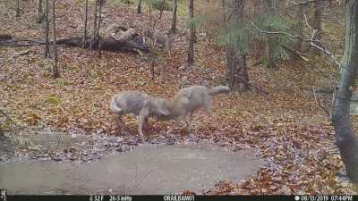 A wolf family having some careless bonding time, source: archives of Polish Babia Góra National Park
