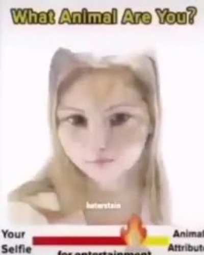 Que animal é você?