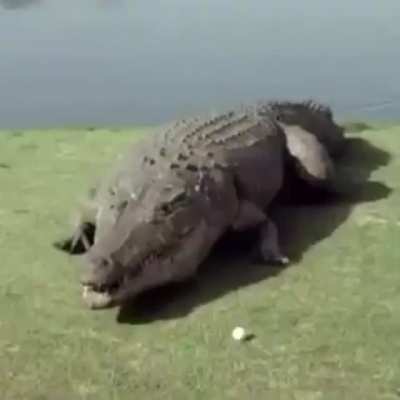 Crocodile