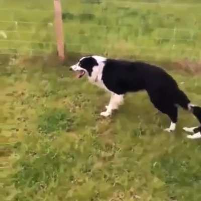 “Bring your child to work day” Border Collie edition