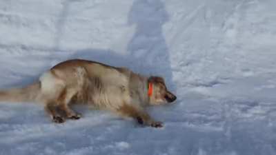 dognotworking
